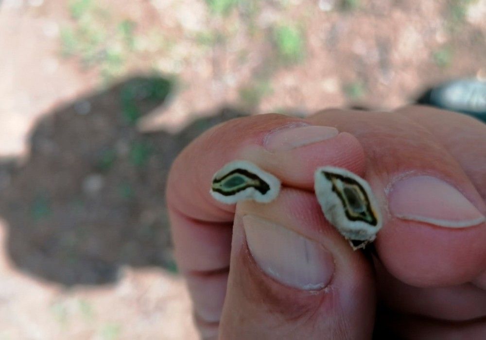 Una helada atípica e inoportuna provoca graves daños en los almendros de Jaén, Granada y Almería
