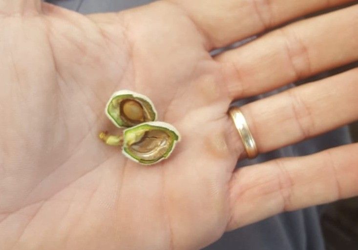 ASAJA estima que las heladas han afectado a un 60% de los almendros en Los Vélez