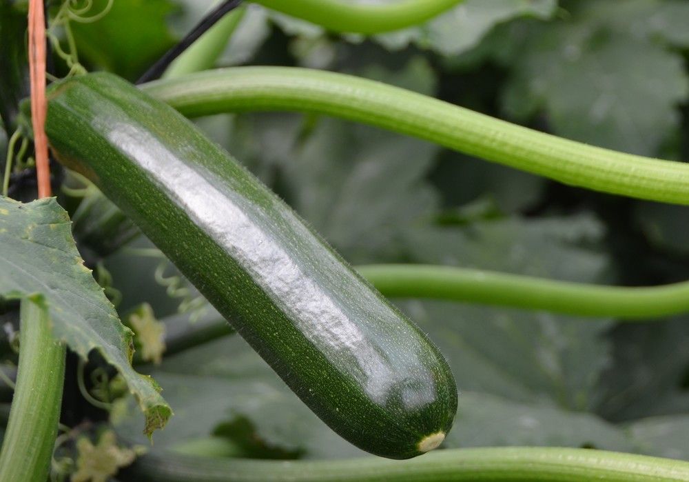 Syngenta presenta sus nuevos calabacines Homero y Cardano