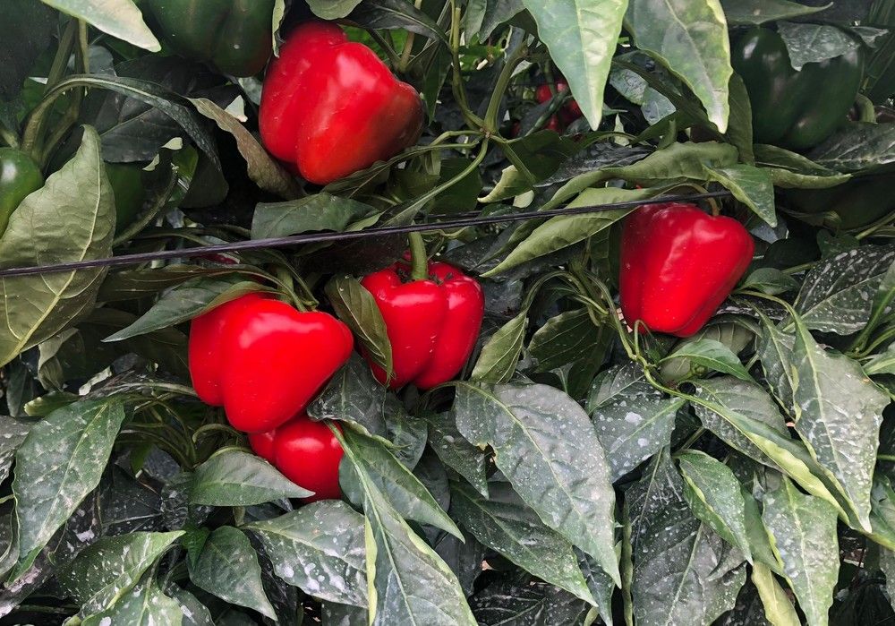 La escasez de pimiento eleva el precio de cotización en origen del California rojo por encima de los cinco euros por kilo