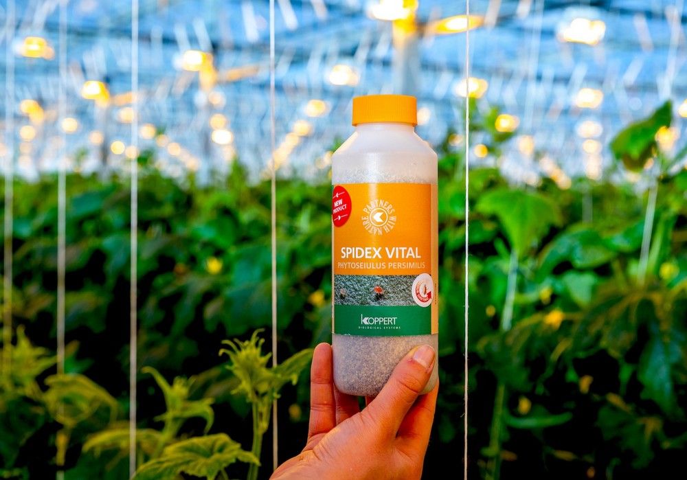 Koppert ofrece con Spidex Vital® el primer Phytoseiulus que no se cría con araña roja