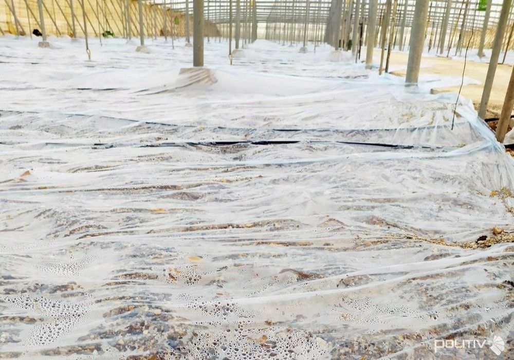 ¿Qué es Othar y por qué es una buena elección para la desinfección de suelos agrícolas?