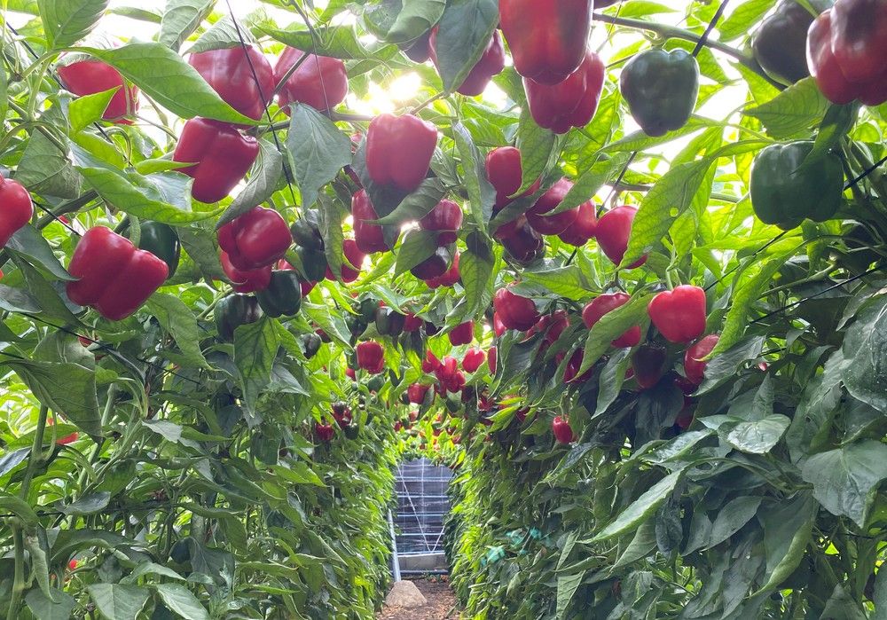 El California Arael y el lamuyo Barden, grandes novedades de Seminis en pimiento