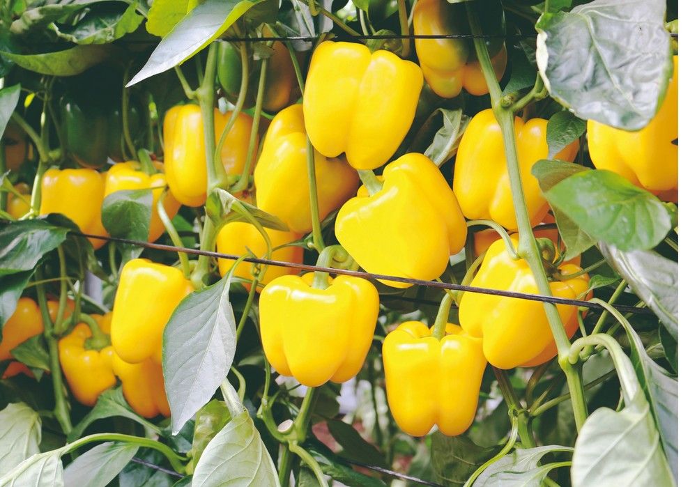 Meridiem Seeds marca la diferencia en California amarillo temprano con Coronado