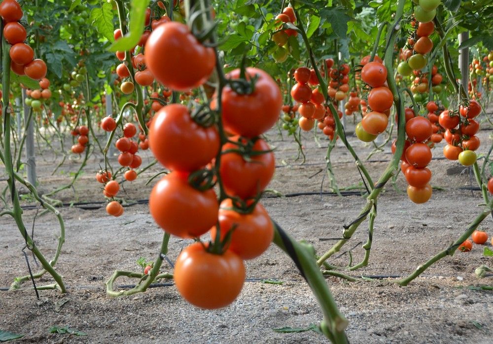 Laujar, el rama referente en calidad, productividad y poscosecha