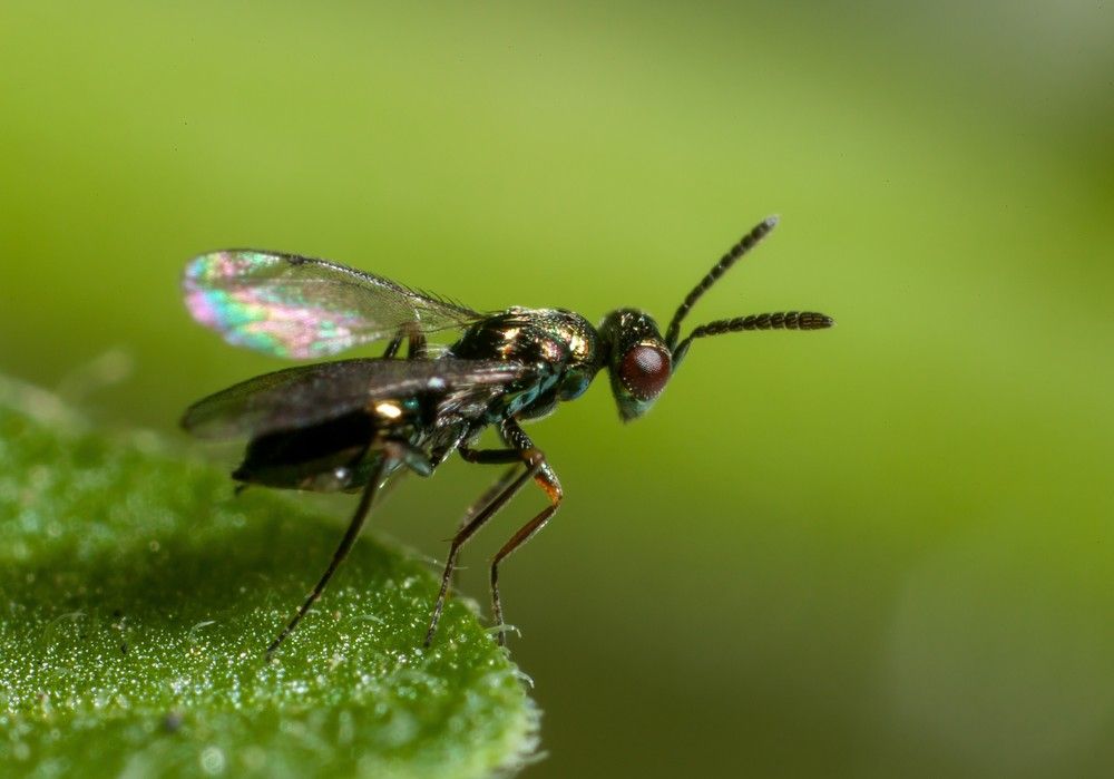 Digline, un parasitoide de minador de las hojas muy indicado en los cultivos de primavera