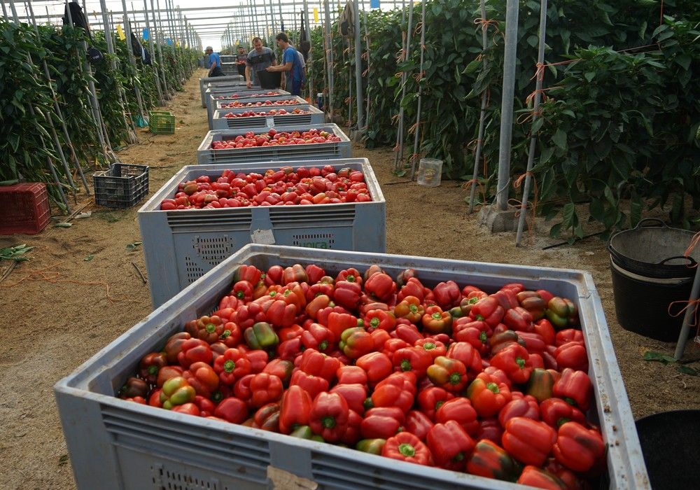 Pimientos de Rijk Zwaan, clara vocación en temprano