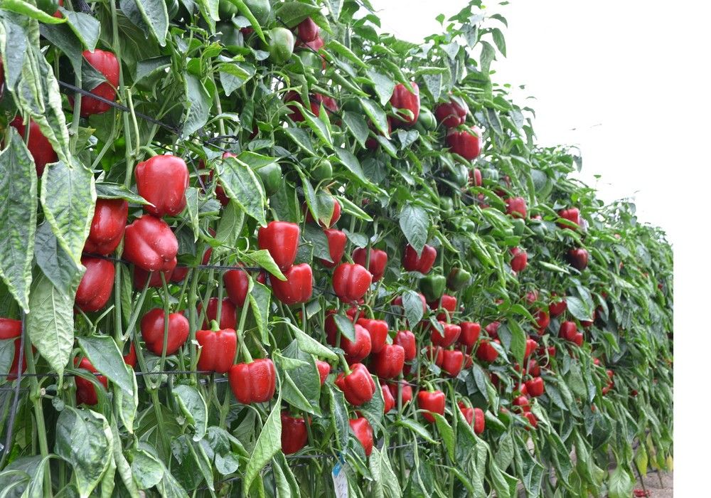 Hazera España muestra la gran productividad de su California rojo Machado
