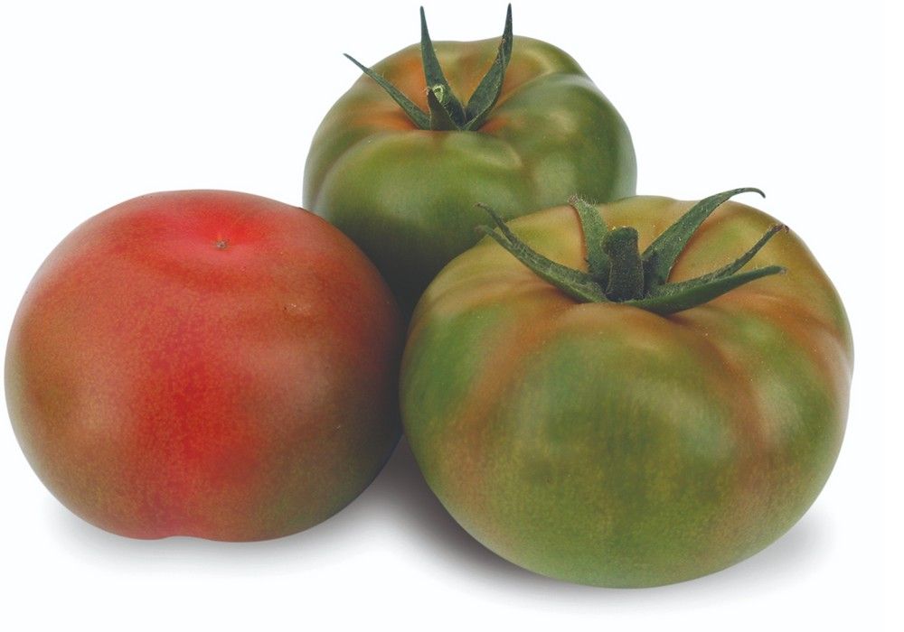 Anairis, la solución de Seminis en beef de cuello verde para recolección en pintón