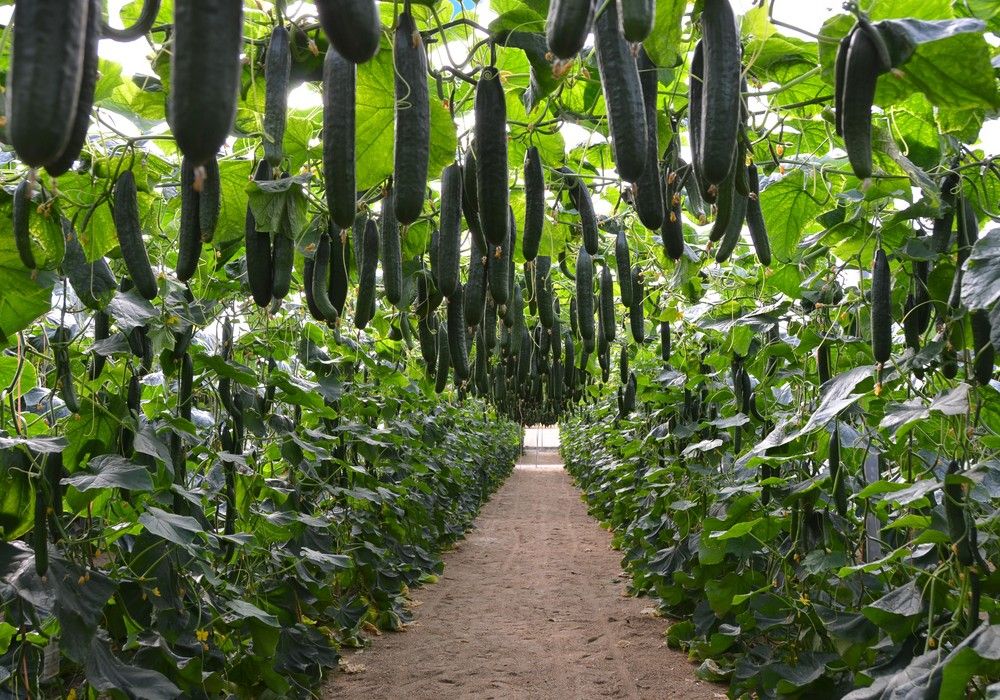 blueleaf echa el cierre  al CGMMV en todos los ciclos