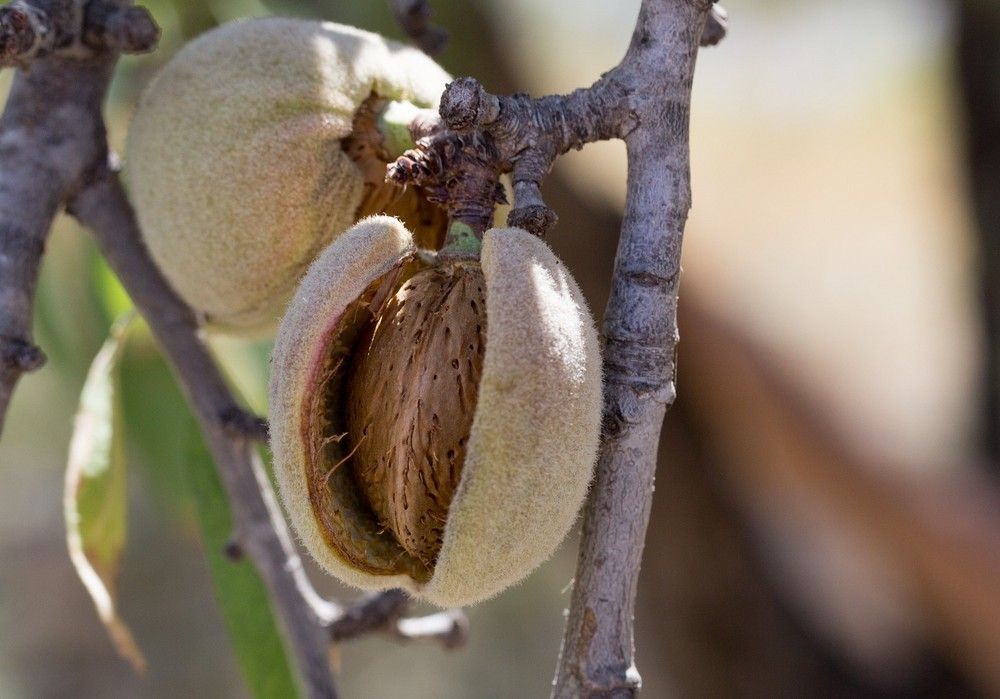COAG pide a la Junta de Andalucía ayudas específicas para el almendro perdido por las heladas