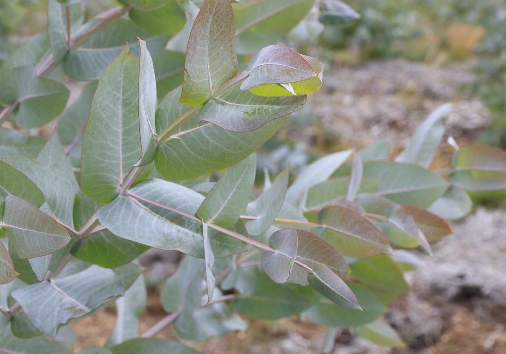 Agroblen Tablet, la nueva gama de fertilizantes encapsulados de ICL para mejorar la plantación de frutales, forestal, viñas y huertos