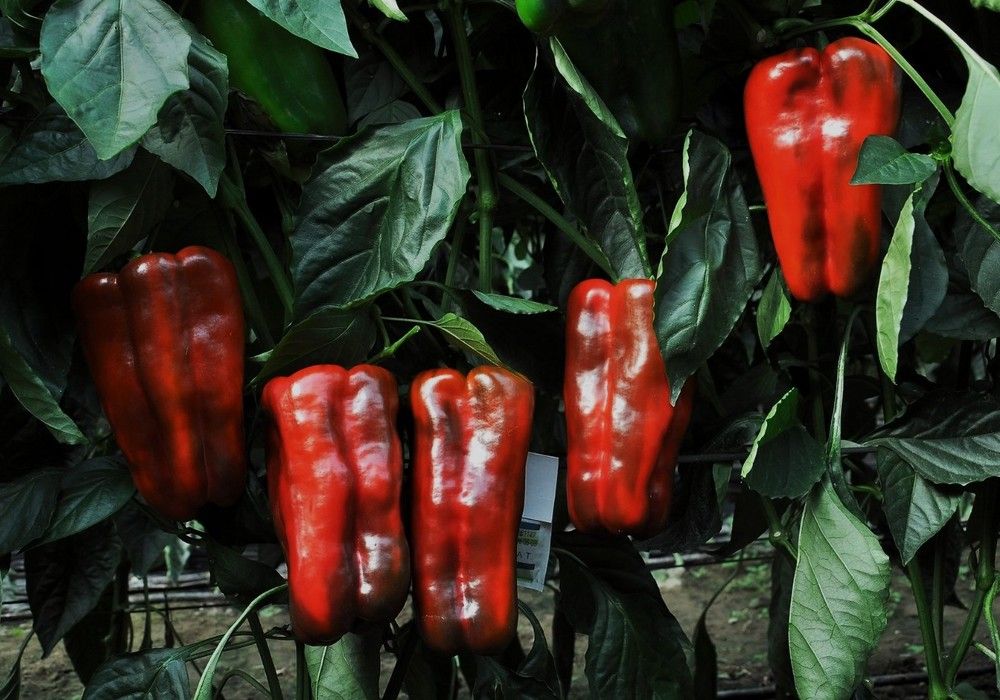 El lamuyo rojo supera los dos euros a pesar de descender de precio en la última semana