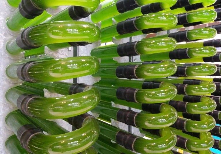 AlgaEnergy firma el Pacto Mundial de las Naciones Unidas