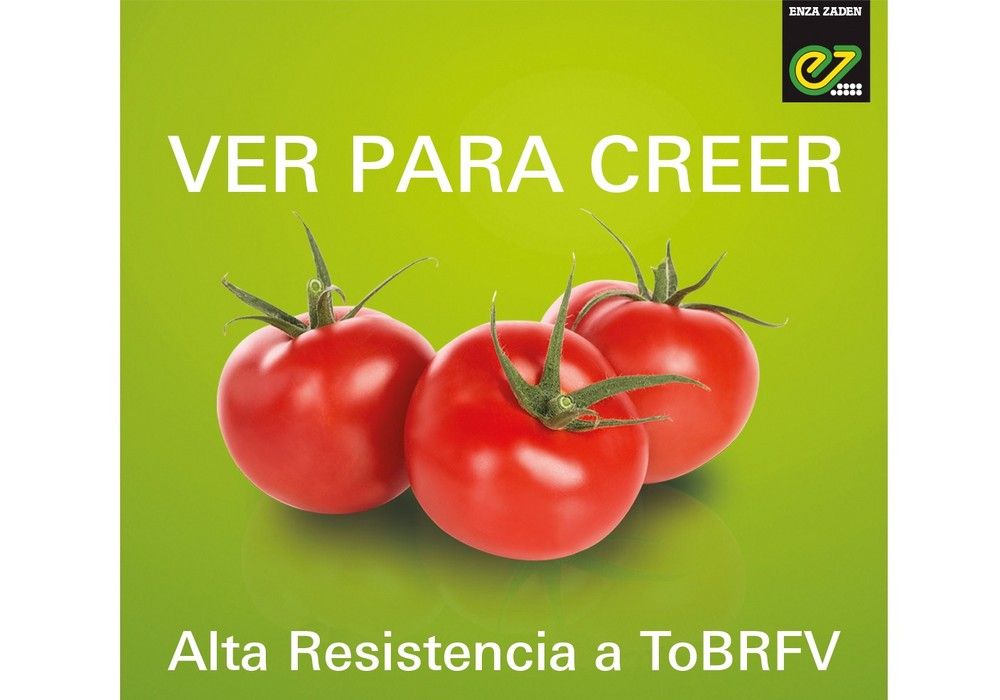 Enza Zaden presenta los resultados preliminares del ensayo contra el ToBRFV que confirman alto nivel de resistencia