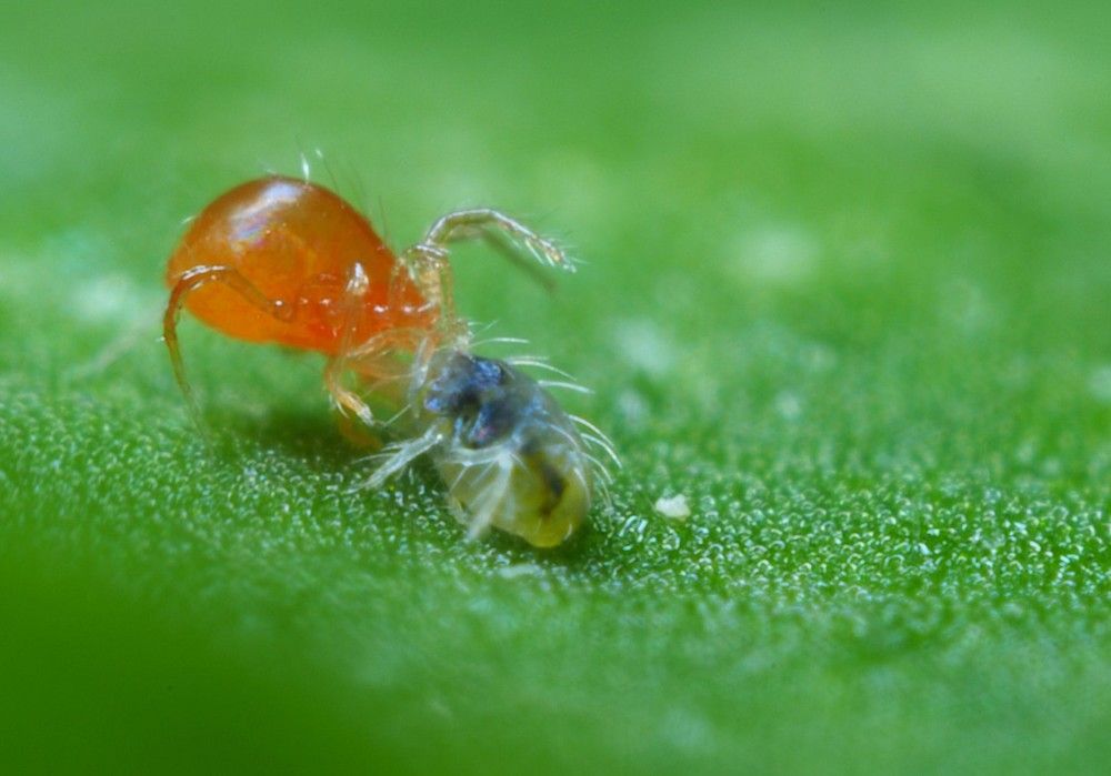 La araña roja de los tomates no es rival para el Phytoseiulus-System