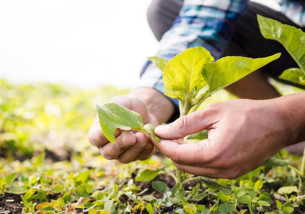 La propiedad intelectual en plantas y semillas, factor clave de la competitividad agraria