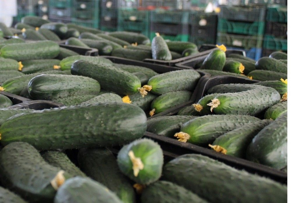 El pepino francés casi duplica su precio en una semana con cotizaciones aceptables