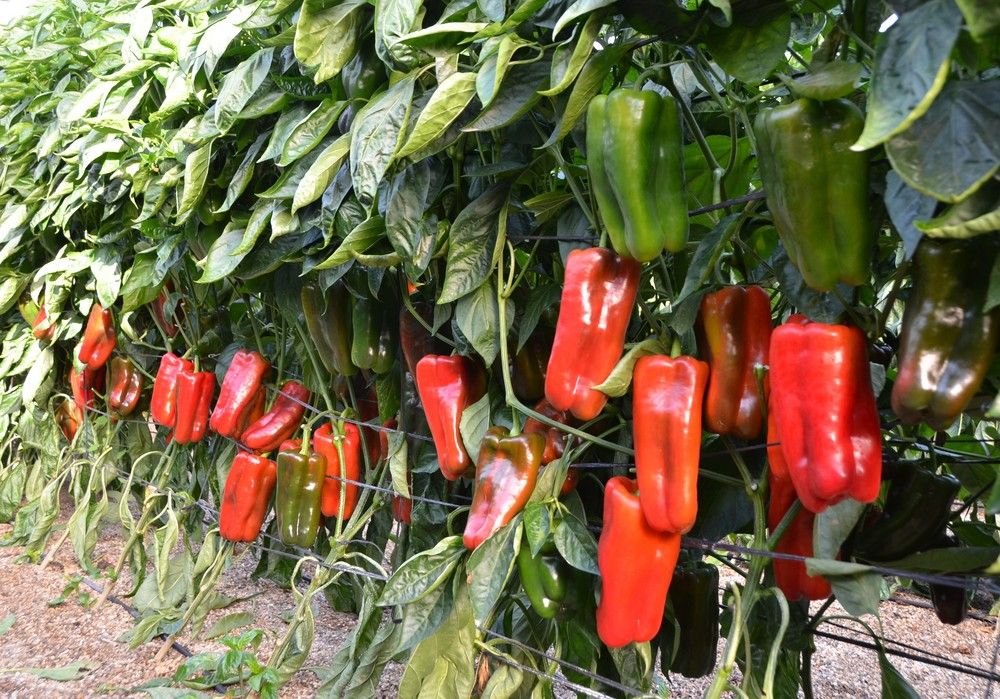 El Gobierno publica la orden de módulos del IRPF 2020 que deja fuera al sector hortofrutícola almeriense