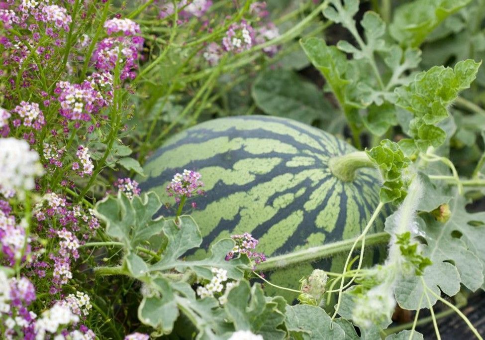 HORTYFRUTA contribuye al aumento del control biológico en los cultivos de primavera