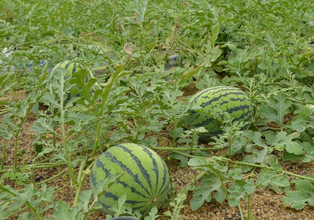 Coprohníjar aspira a comercializar 15 millones de kilos de sandía esta primavera