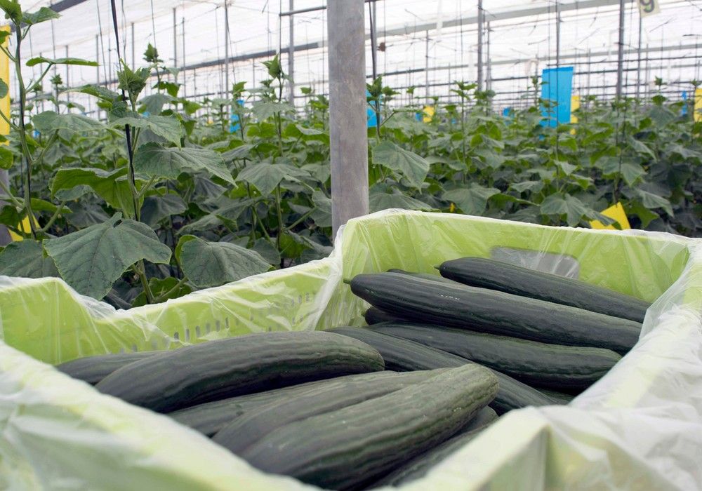 Entran en vigor modificaciones en el reglamento sobre fondos y programas operativos de frutas y hortalizas