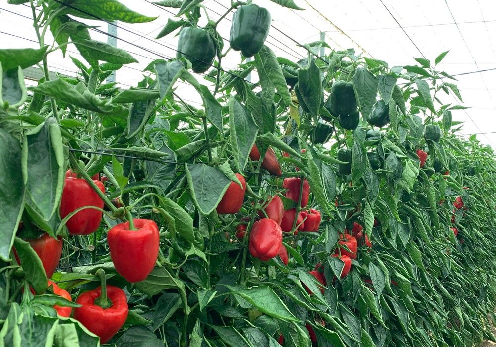 El rápido viraje a rojo y aguante del California  de Top Seeds Galiano conquista a los agricultores