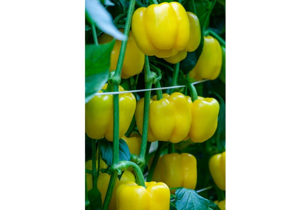 Vilmorin, la confianza del agricultor de pimiento en temprano