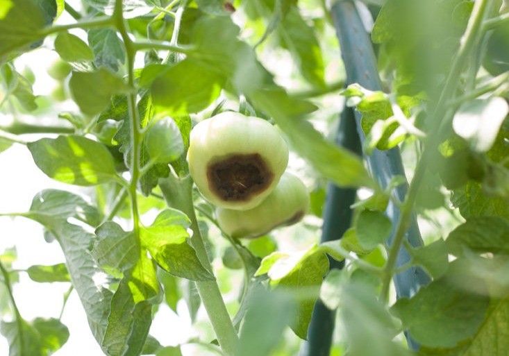 HaifaStim™ Bioestimulantes, la pieza que completa el enfoque Plant 360º de Haifa