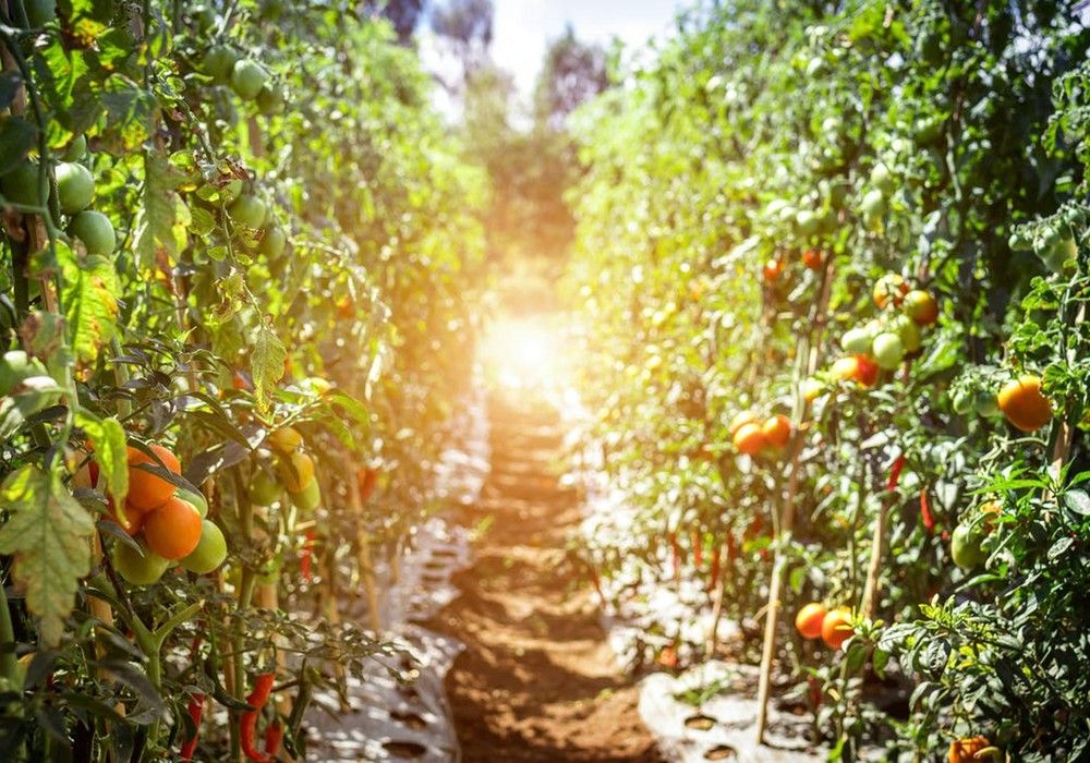 Basigel, la alternativa de Hefe Fertilizer para una producción sostenible