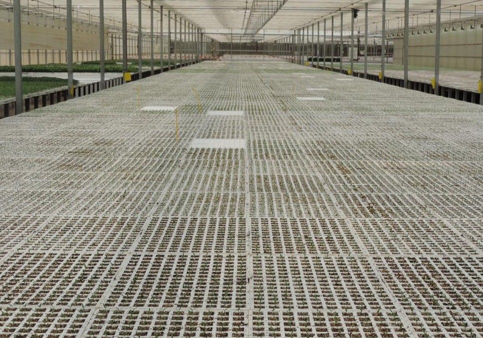 El semillero de Campoejido, listo para cumplir con el agricultor de pimiento