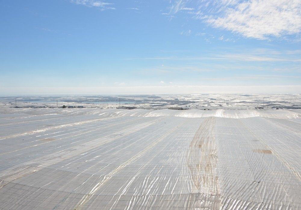 El Gobierno revisa con las comunidades autónomas el protocolo de actuación de la Guía para prevenir brotes en el sector agrario