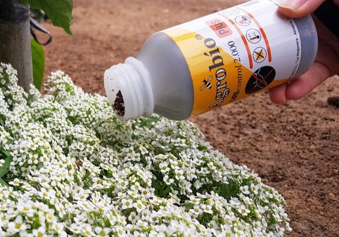 Crece el uso de control biológico en pepino de ciclo corto durante esta primavera