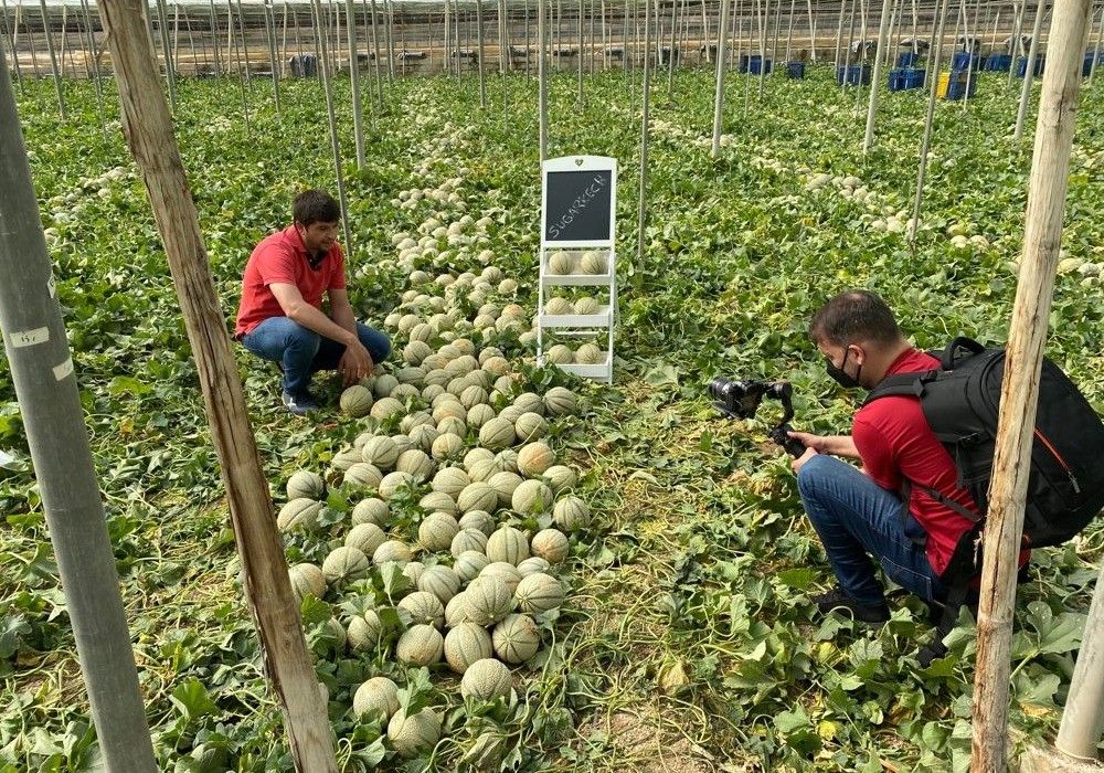 Seminis presenta Rochester y Sugarkech, las novedades en melón amarillo y cantaloup de esta campaña