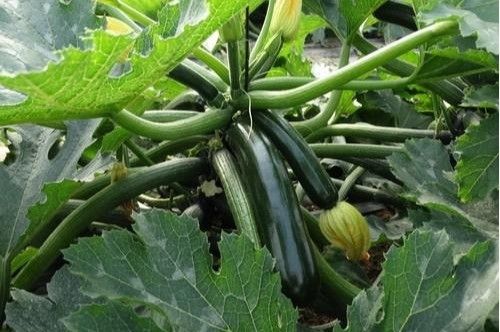 El grueso de la campaña 2020-2021 toca a su fin con precios bajos en pepino, calabacín y berenjena