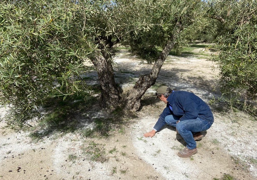 ICL pone en marcha dos proyectos científicos para evaluar los beneficios de Polysulphate en sistemas de olivo convencional y ecológico a largo plazo