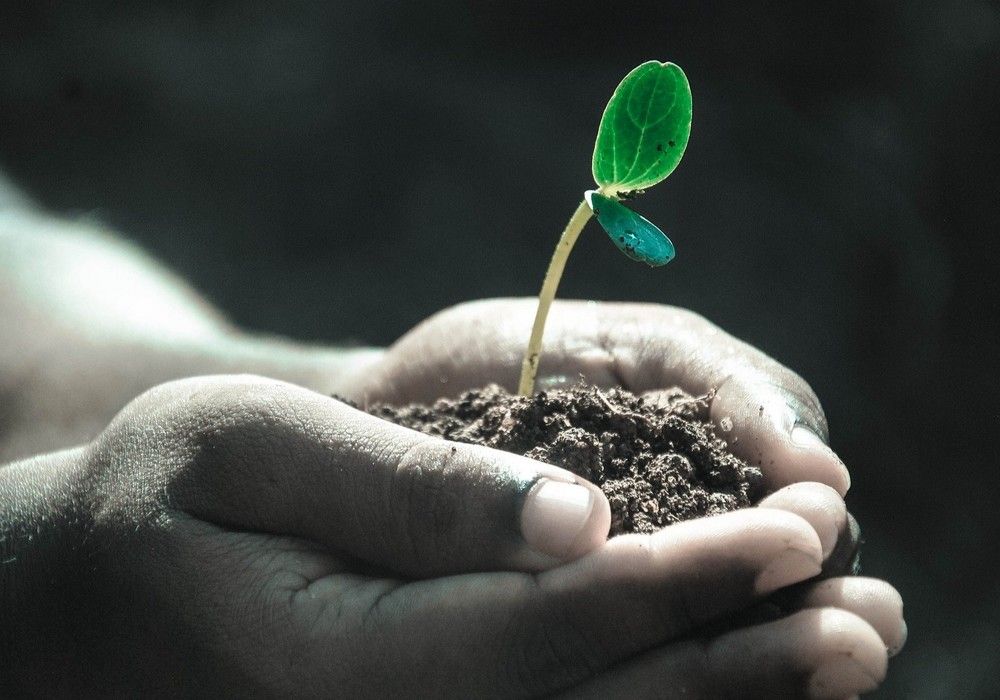 La mejora vegetal es el aliado fundamental para la agricultura sostenible, según un nuevo estudio