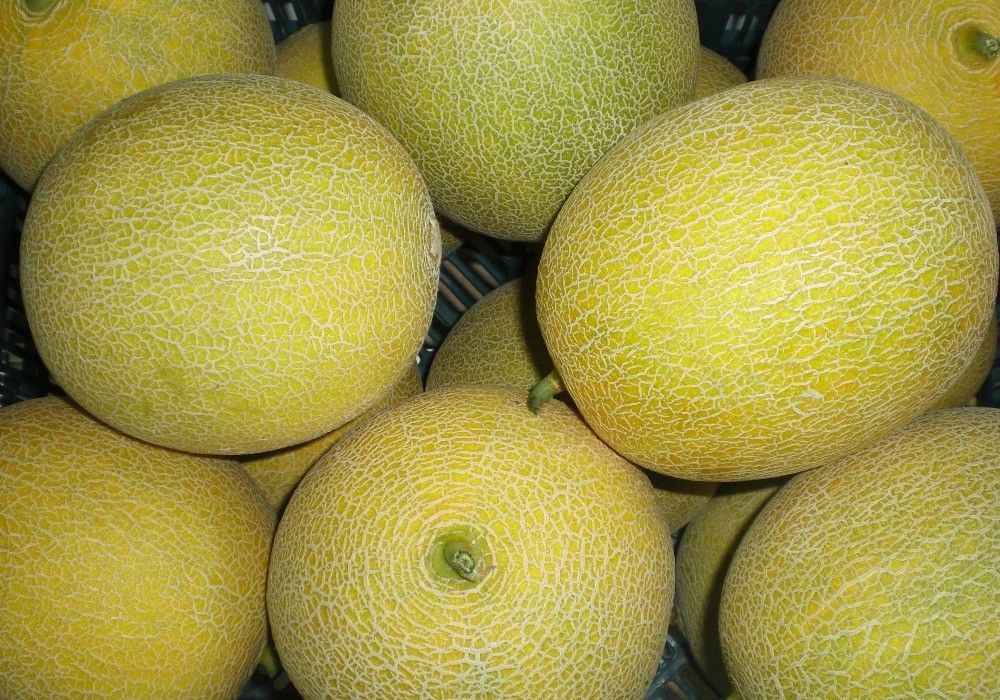 ASAJA denuncia que los precios de melón y sandía se hunden esta semana más de un 30 por ciento