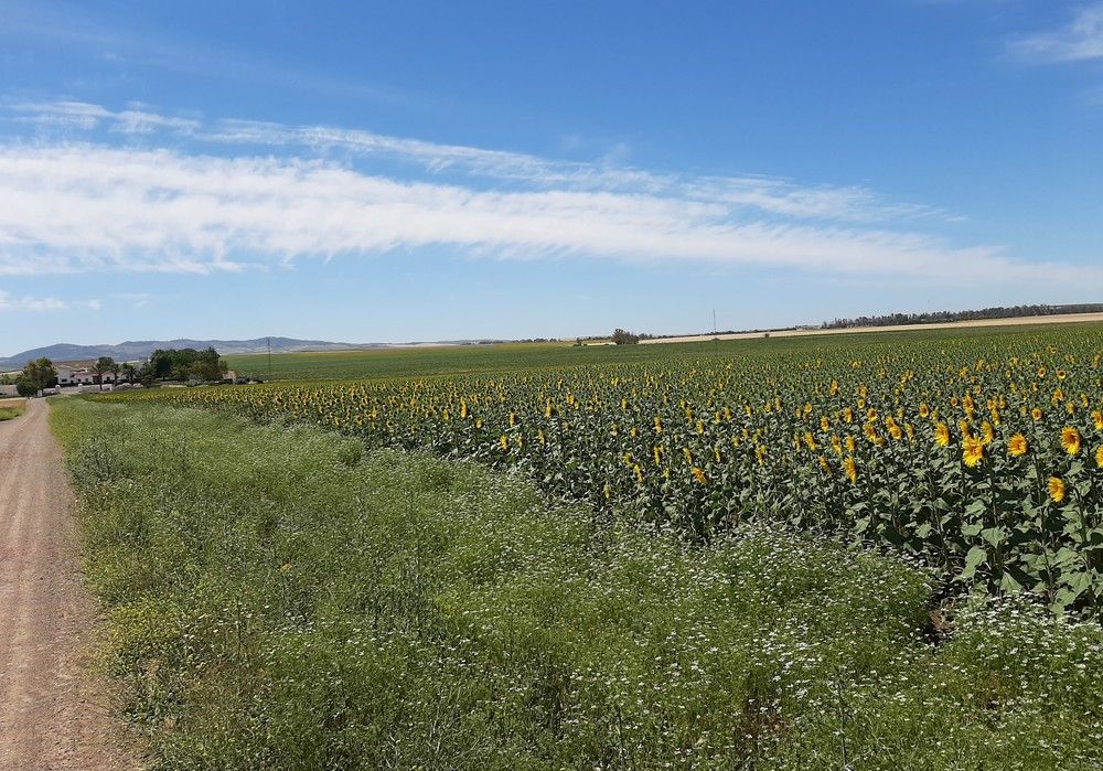 Syngenta se marca el objetivo de mejorar la biodiversidad y la salud del suelo en tres millones de hectáreas de tierras de cultivo
