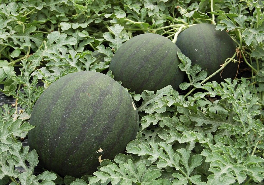 COEXPHAL-APROA denuncia la pésima situación de melón y sandía en los mercados europeos