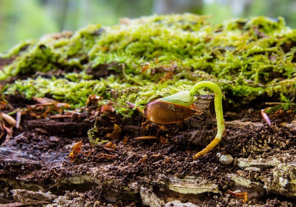 Corteva Agriscience presenta su primer biofertilizante SullicaB™, un estimulante biológico a base de microorganismos promotores del crecimiento vegetal