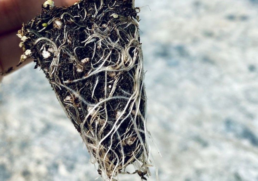 Top Gun, el portainjertos de Top Seeds que aporta un vigor alto y la máxima protección en tomate
