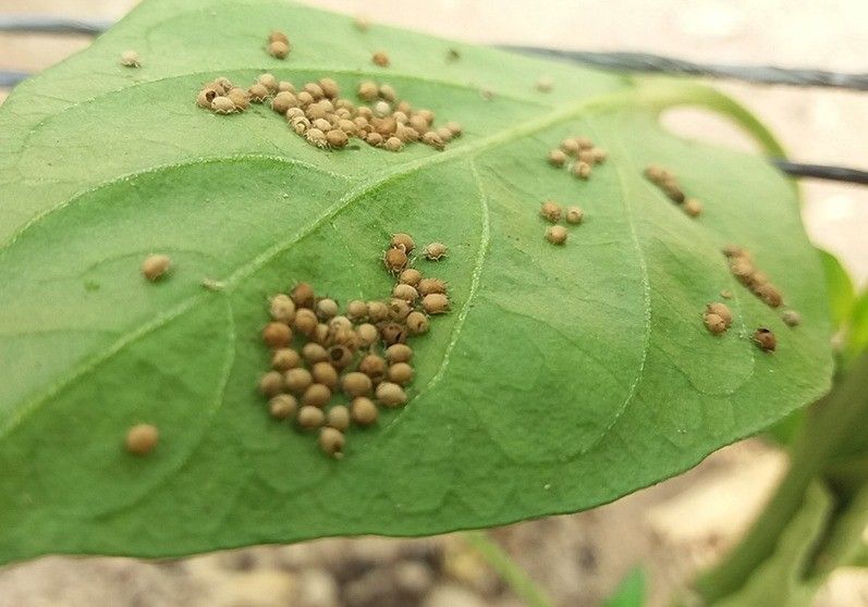 MIXcontrol y SIRFIcontrol, parasitoides  y depredadores contra el pulgón