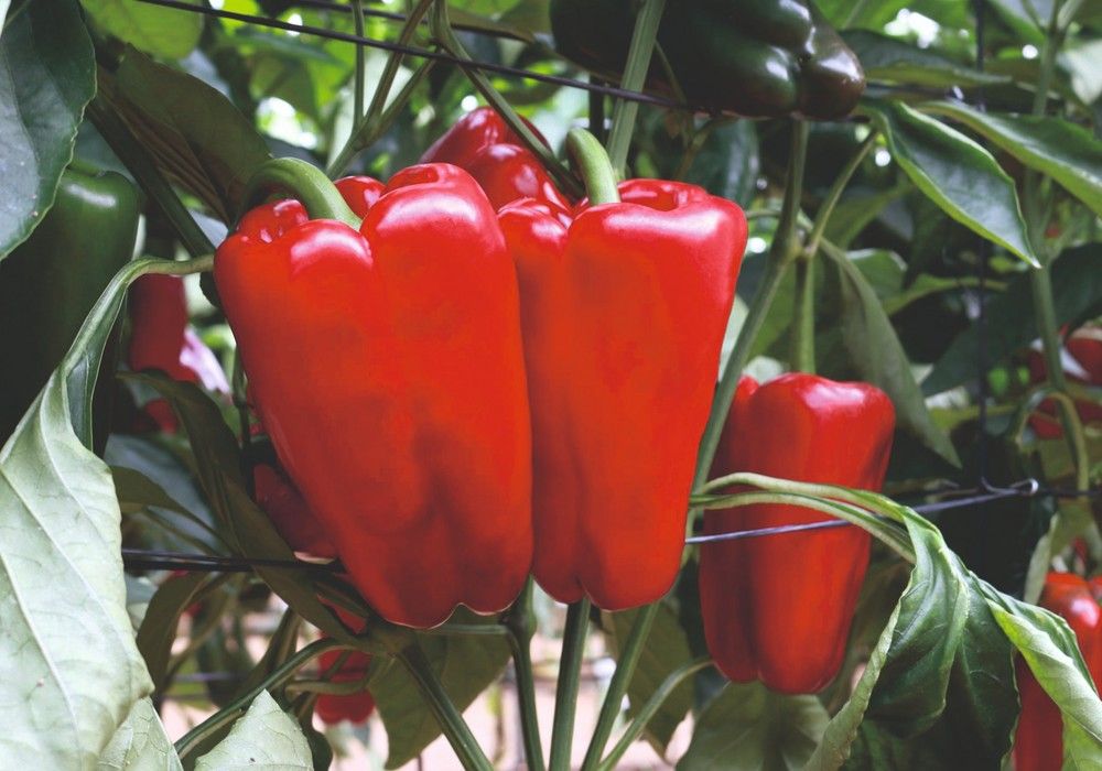 Meridiem Seeds da un paso de gigante en lamuyo rojo con su novedad Esopo