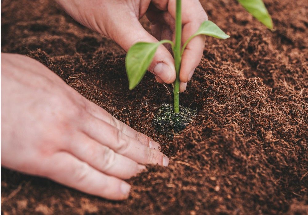 Las primeras dos semanas de plantación son la clave del éxito de cualquier cultivo