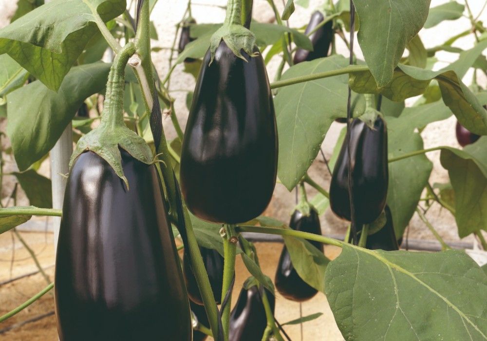 Meridiem Seeds logra con Olimpia una berenjena siempre negra y muy productiva de principio a fin