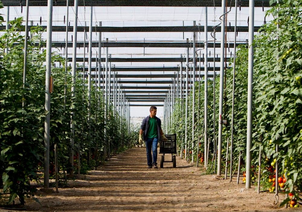 HORTIESPAÑA pide al Ministerio de Agricultura una mayor defensa de las frutas y hortalizas españolas