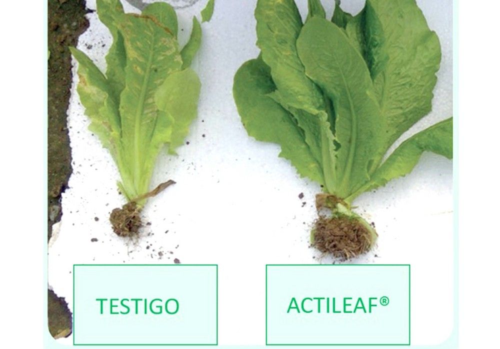 Excelentes resultados en campo de Actileaf de AgrichemBio