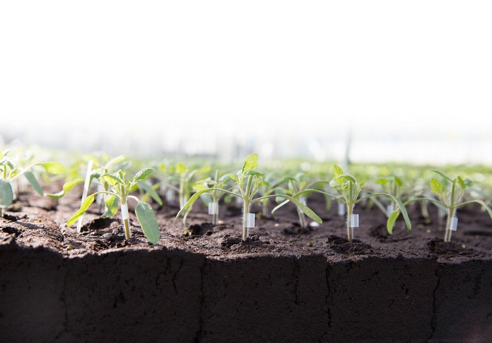 ‘Portas’ RZ, comienza con buen pie cualquier cultivo de tomate