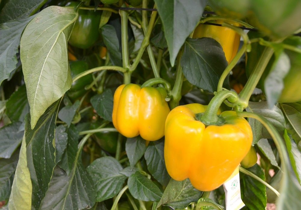 T34® BIOCONTROL y PIREVALLES®, dos grandes formulaciones eficaces en agricultura ecológica